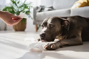 Alergia kontaktowa u psa