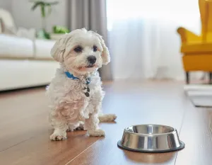 O czym pamiętać przy łączeniu suchej karmy z mokrą w diecie psa?