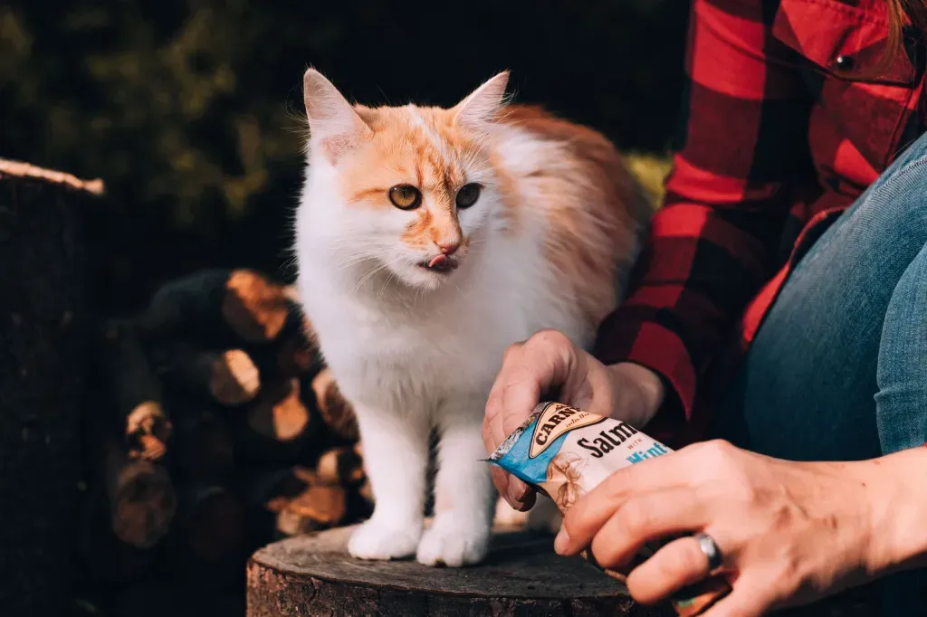 Czy saszetki dla kota mogą stanowić podstawę diety?